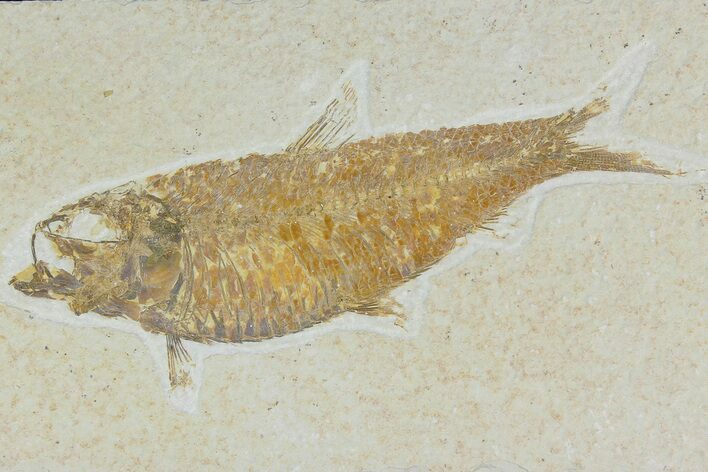 Detailed Fossil Fish (Knightia) - Wyoming #177364